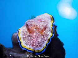 Glossodoris sp, it's something new nudibranch that i've s... by Yansu Suartana 
